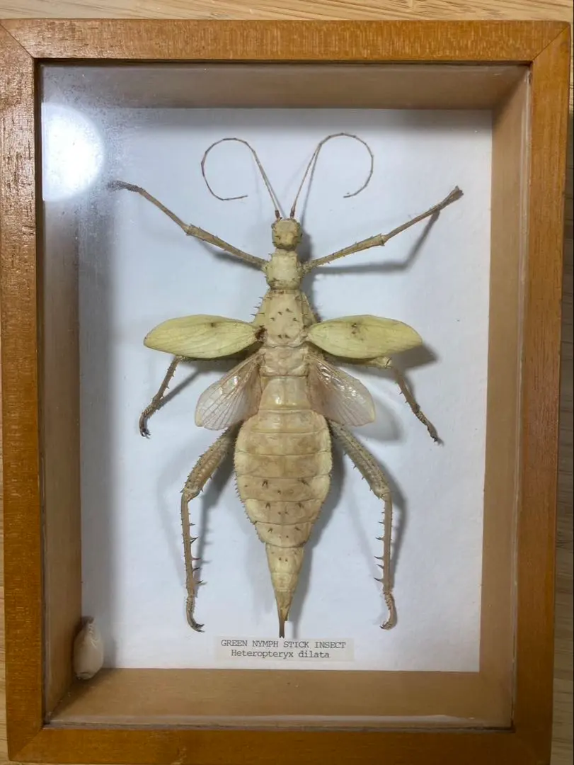 2026年最新】標本 ナナフシの人気アイテム - メルカリ