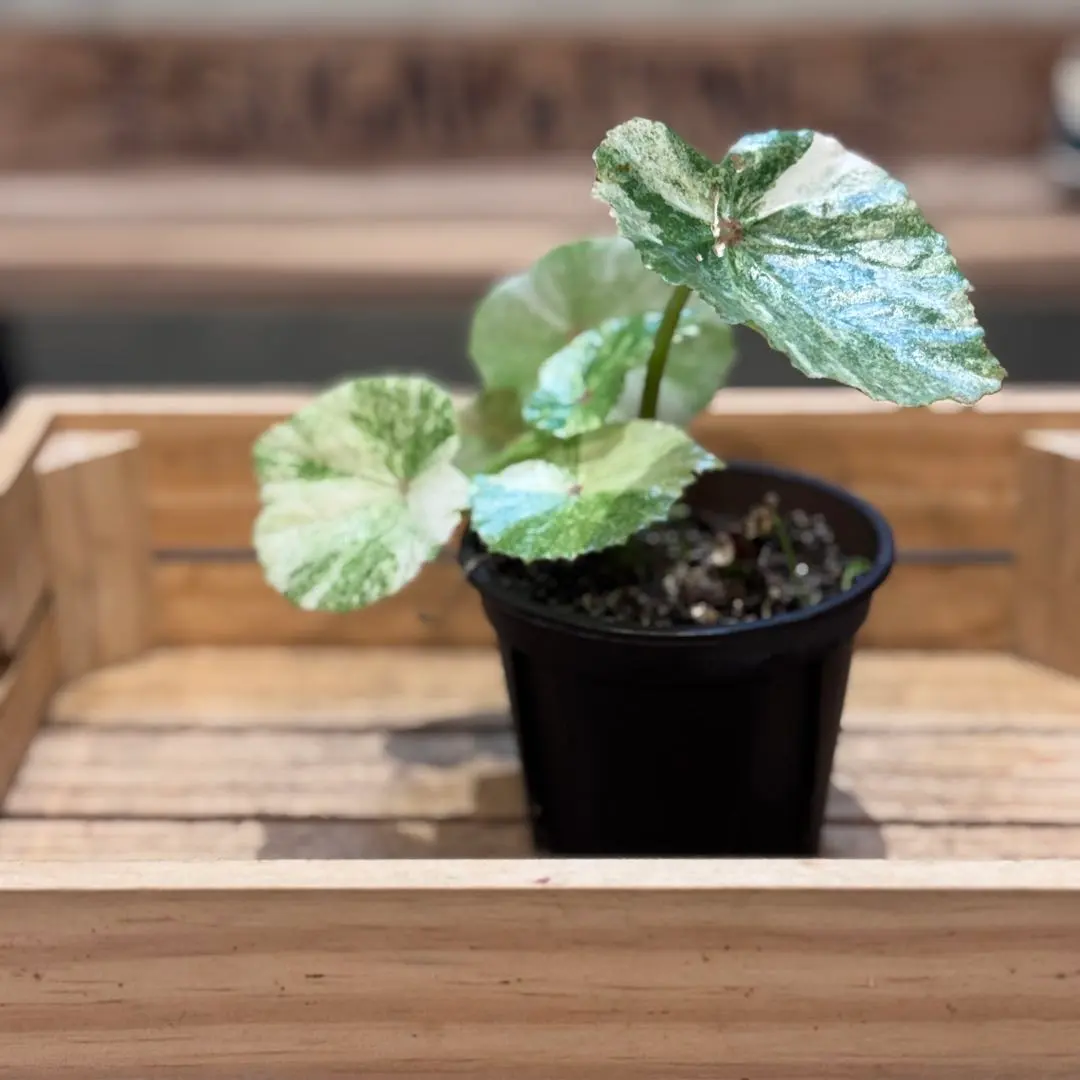 2026年最新】ベゴニア ルージュの人気アイテム - メルカリ