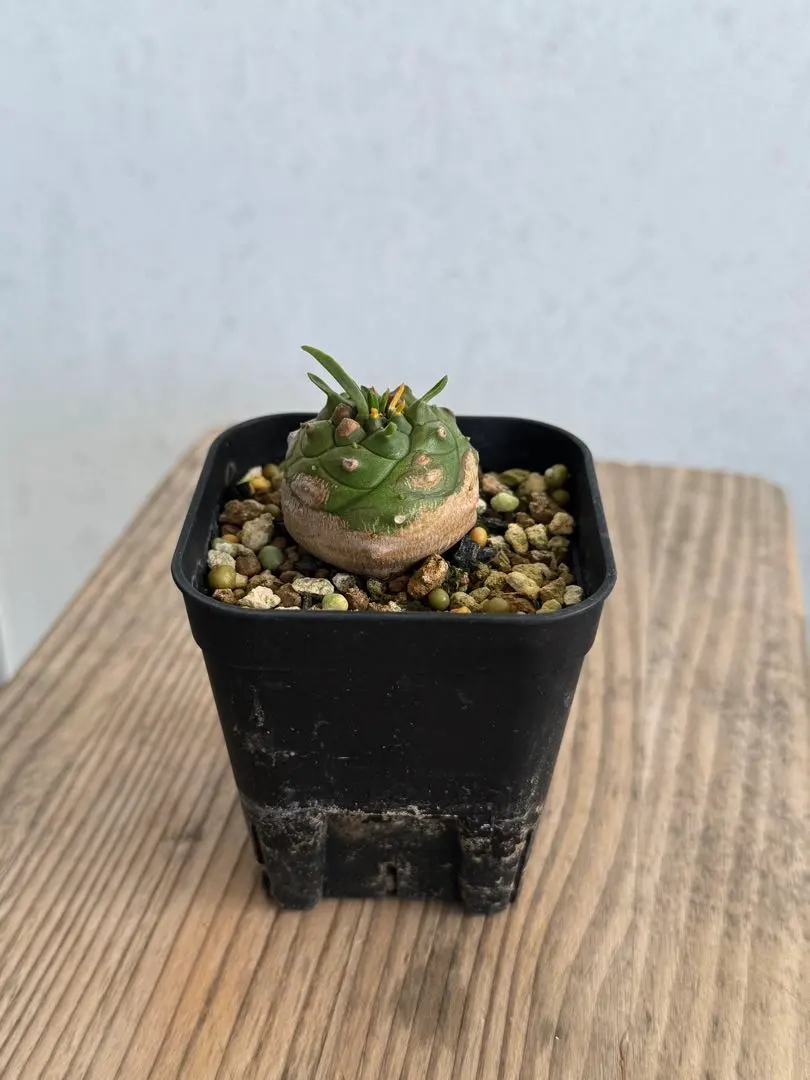 2026年最新】オベサ 鉄甲の人気アイテム - メルカリ