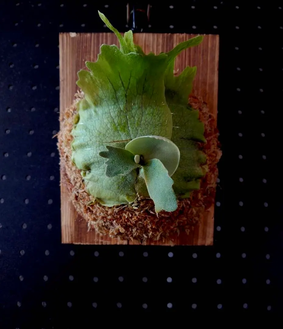 2026年最新】willinckii calmの人気アイテム - メルカリ