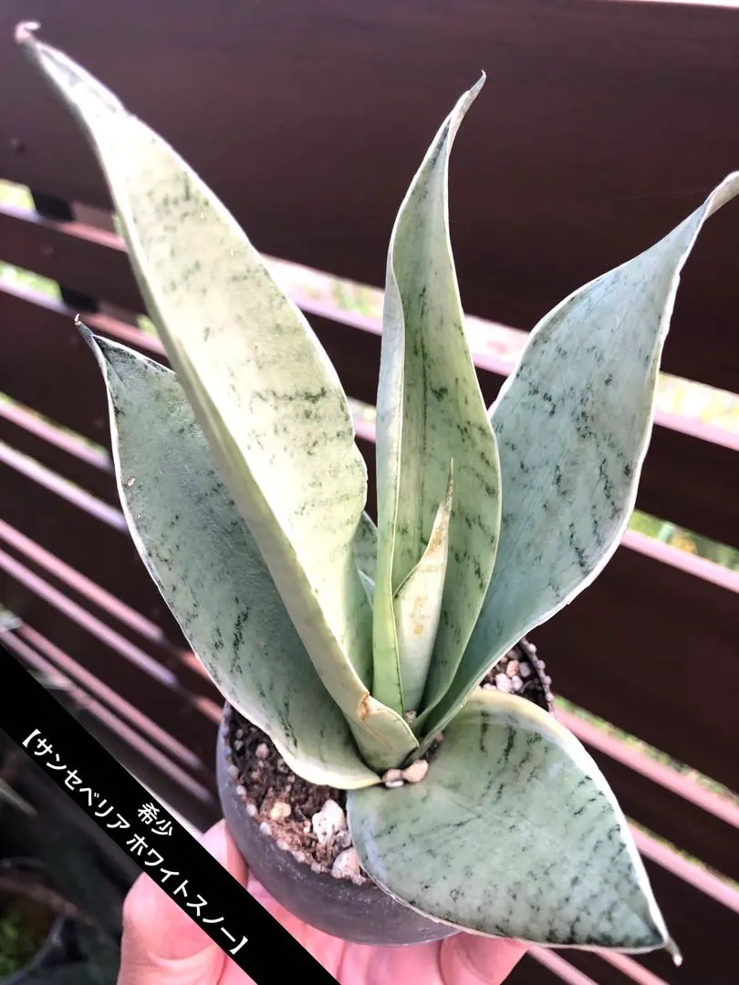 2026年最新】スノーホワイト サンスベリアの人気アイテム - メルカリ