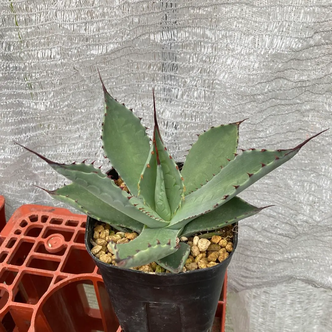 2026年最新】テマカプリネンシスの人気アイテム - メルカリ