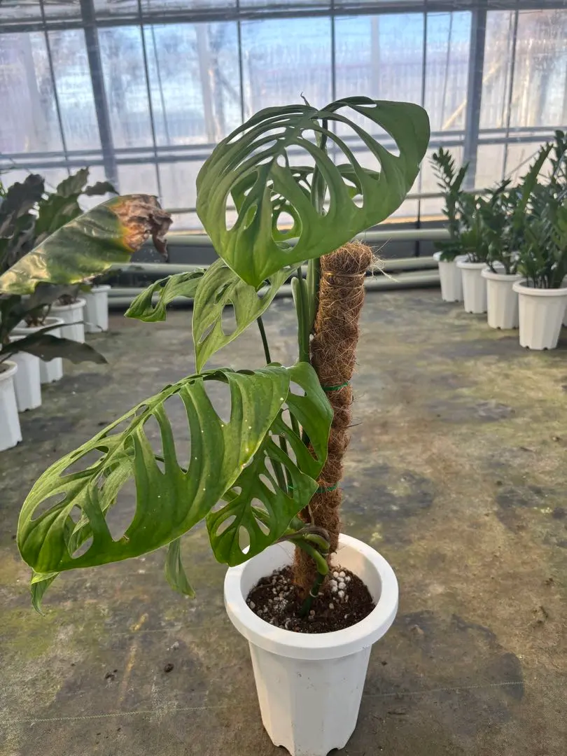 2026年最新】モンステラ エスケレートの人気アイテム - メルカリ