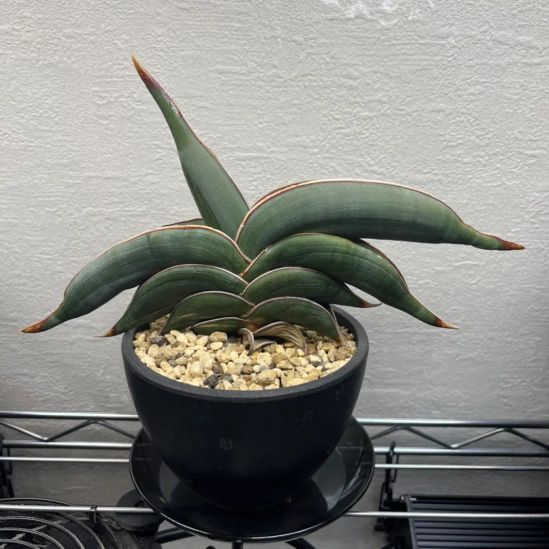 2026年最新】サンスベリア ロリダ 斑入りの人気アイテム - メルカリ