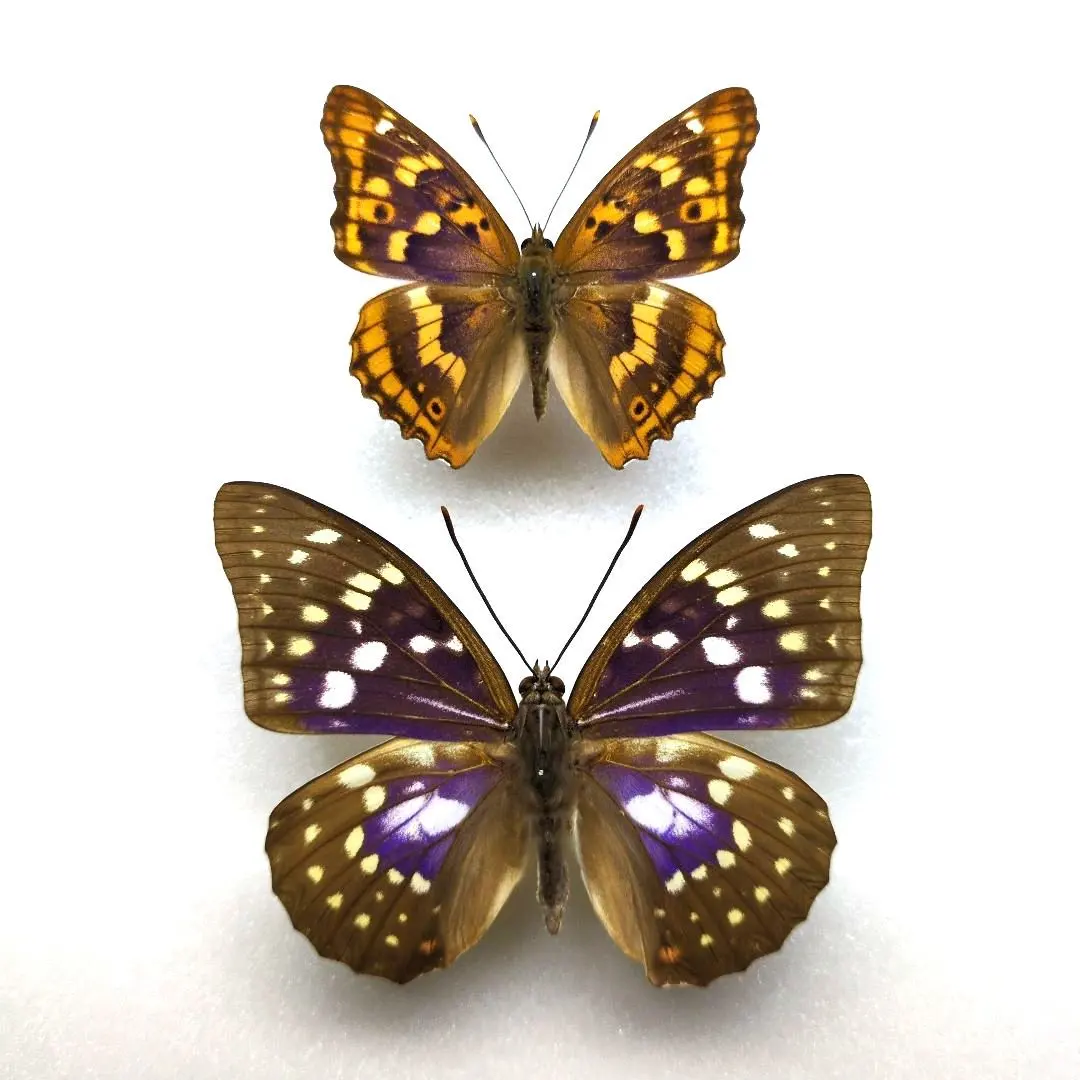 2026年最新】標本 オオムラサキの人気アイテム - メルカリ