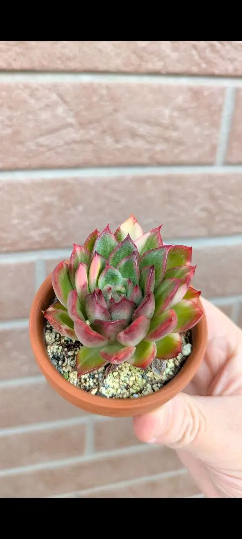 2026年最新】フラメンコ錦の人気アイテム - メルカリ