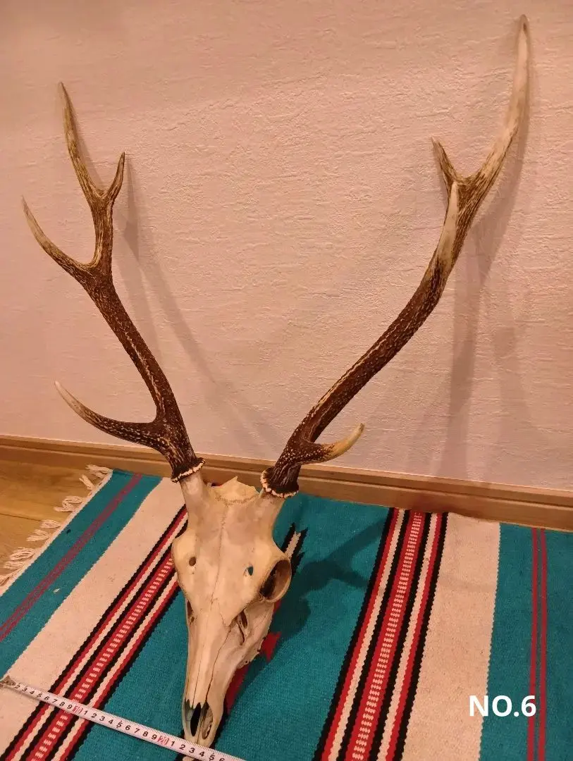 2026年最新】鹿 角 トロフィーの人気アイテム - メルカリ