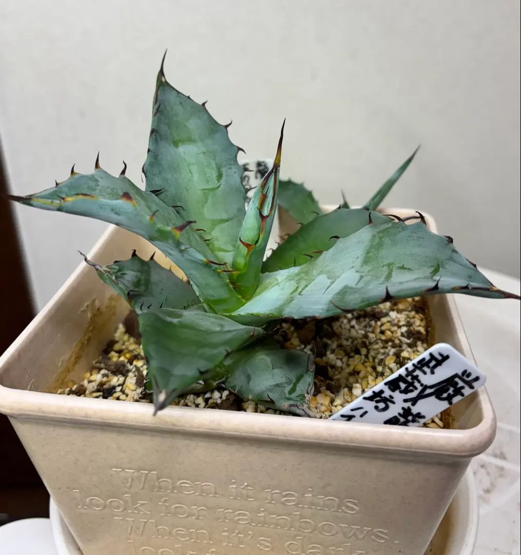 2026年最新】アガベ コロラータ ハイブリッドの人気アイテム - メルカリ