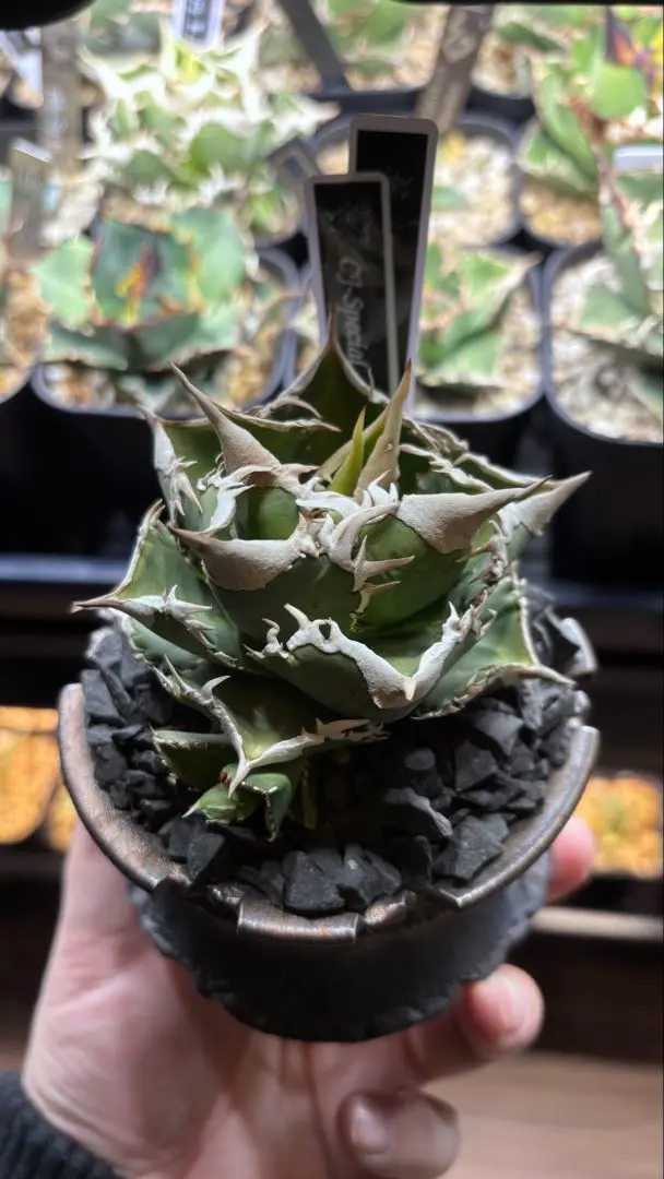 2026年最新】ivory wa アガベの人気アイテム - メルカリ