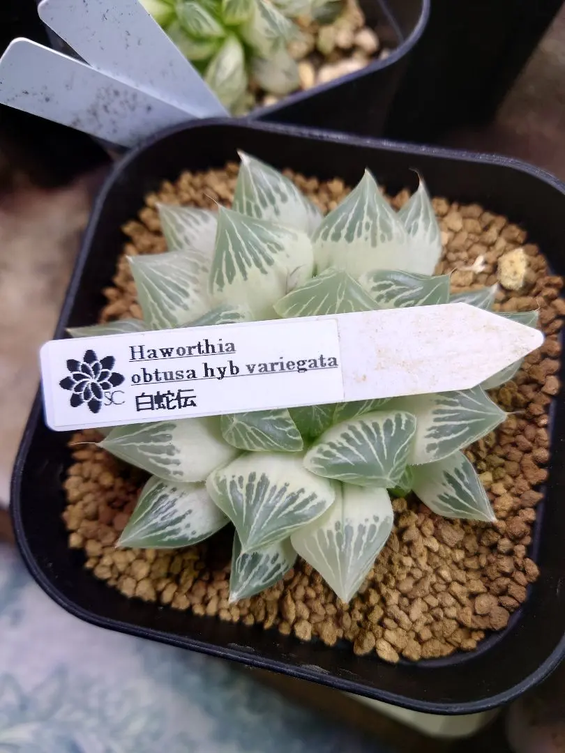 2026年最新】白狐伝 ハオルチアの人気アイテム - メルカリ