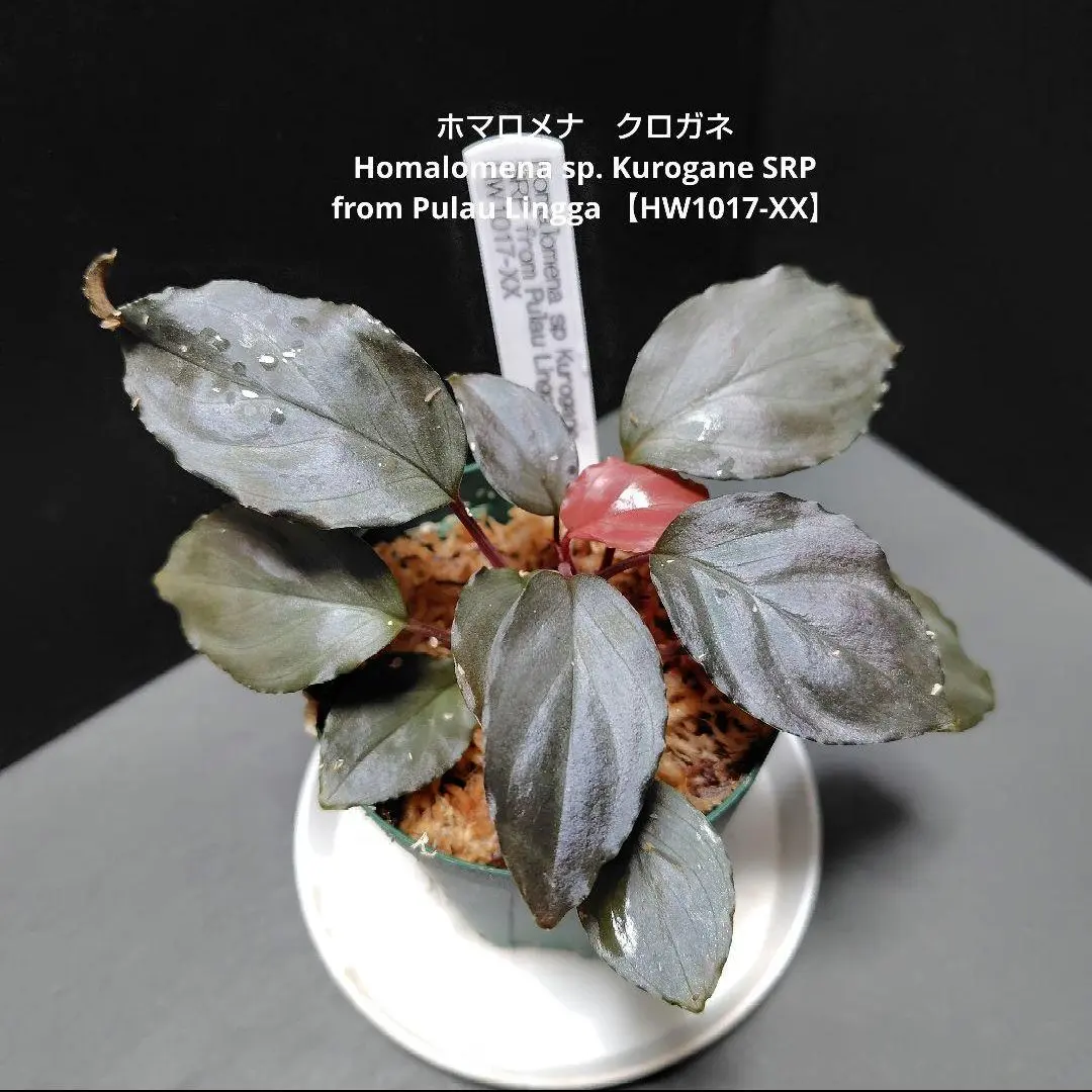 2026年最新】ホマロメナ ブラックの人気アイテム - メルカリ