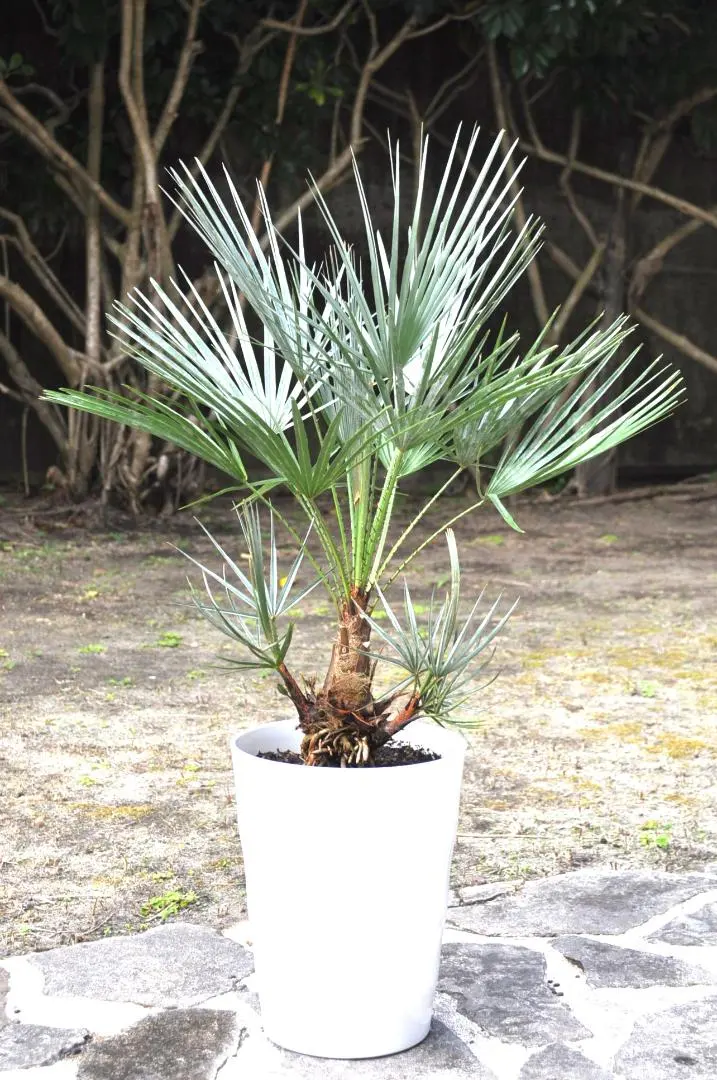 2026年最新】チャメロップス セリフェラの人気アイテム - メルカリ