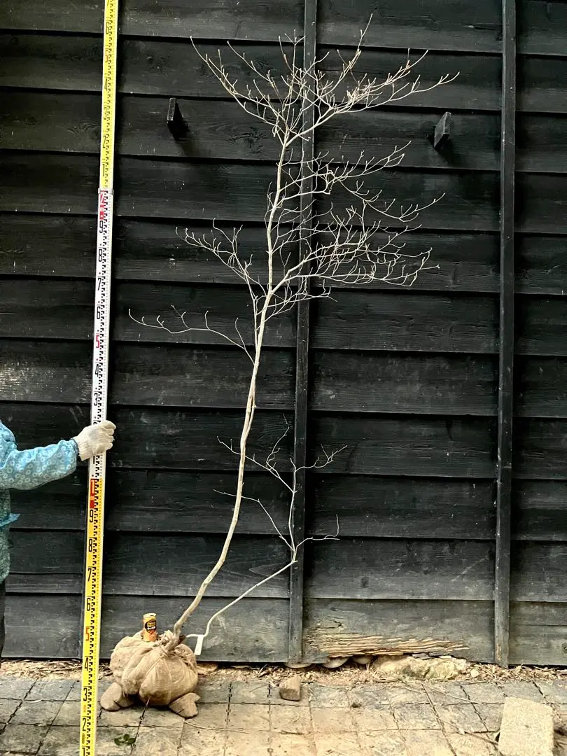 2026年最新】山採り ミツバツツジの人気アイテム - メルカリ