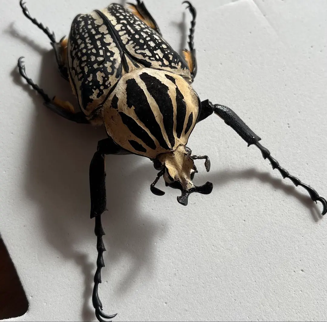 2026年最新】ゴライアス標本の人気アイテム - メルカリ