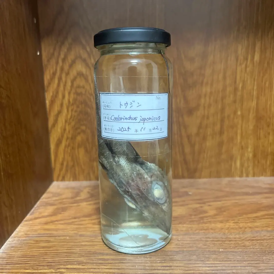 2026年最新】深海魚 標本の人気アイテム - メルカリ