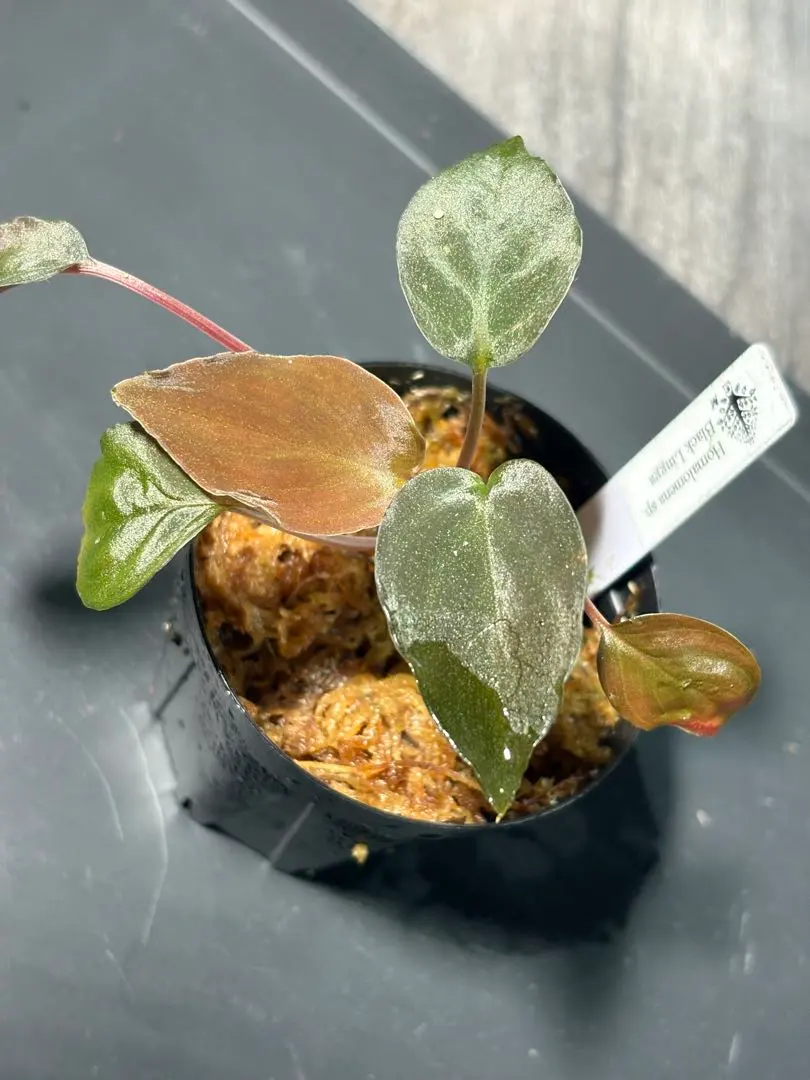 2026年最新】ホマロメナ ブラックの人気アイテム - メルカリ