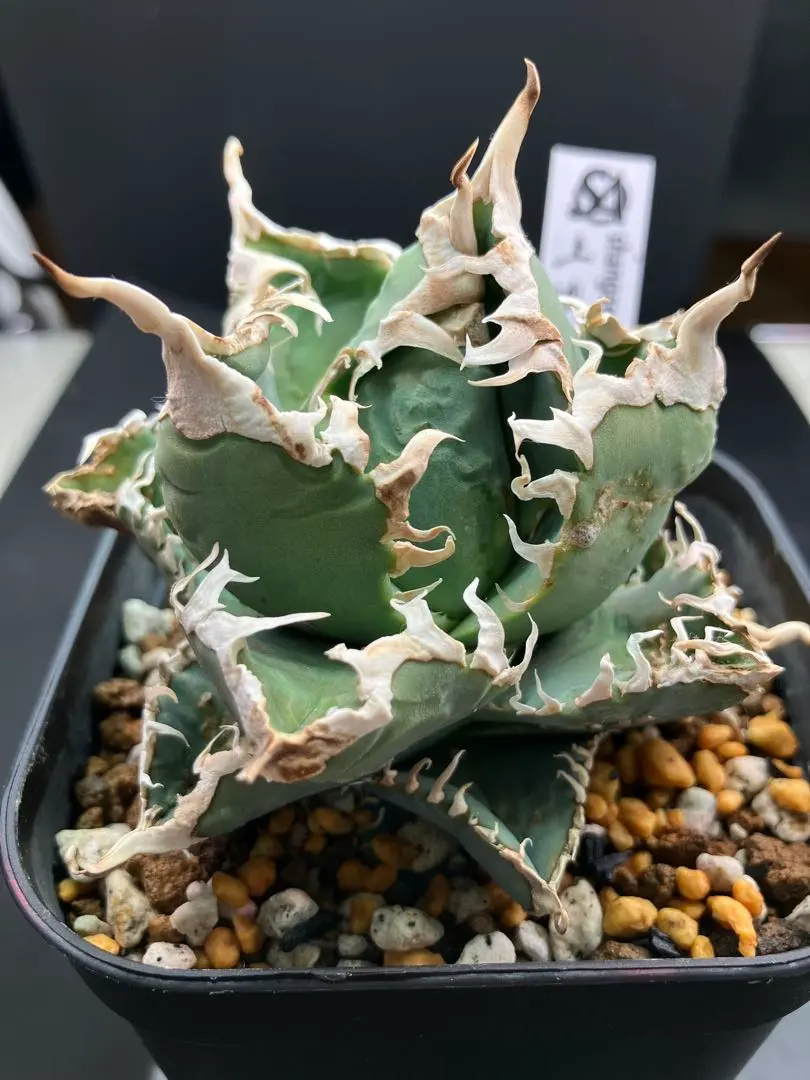 2026年最新】白幽霊 アガベの人気アイテム - メルカリ