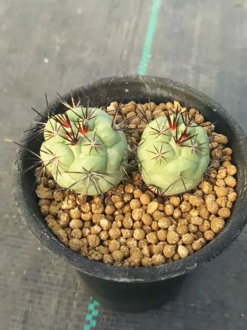 2026年最新】オルテゴカクタス、マクドガリーの人気アイテム - メルカリ