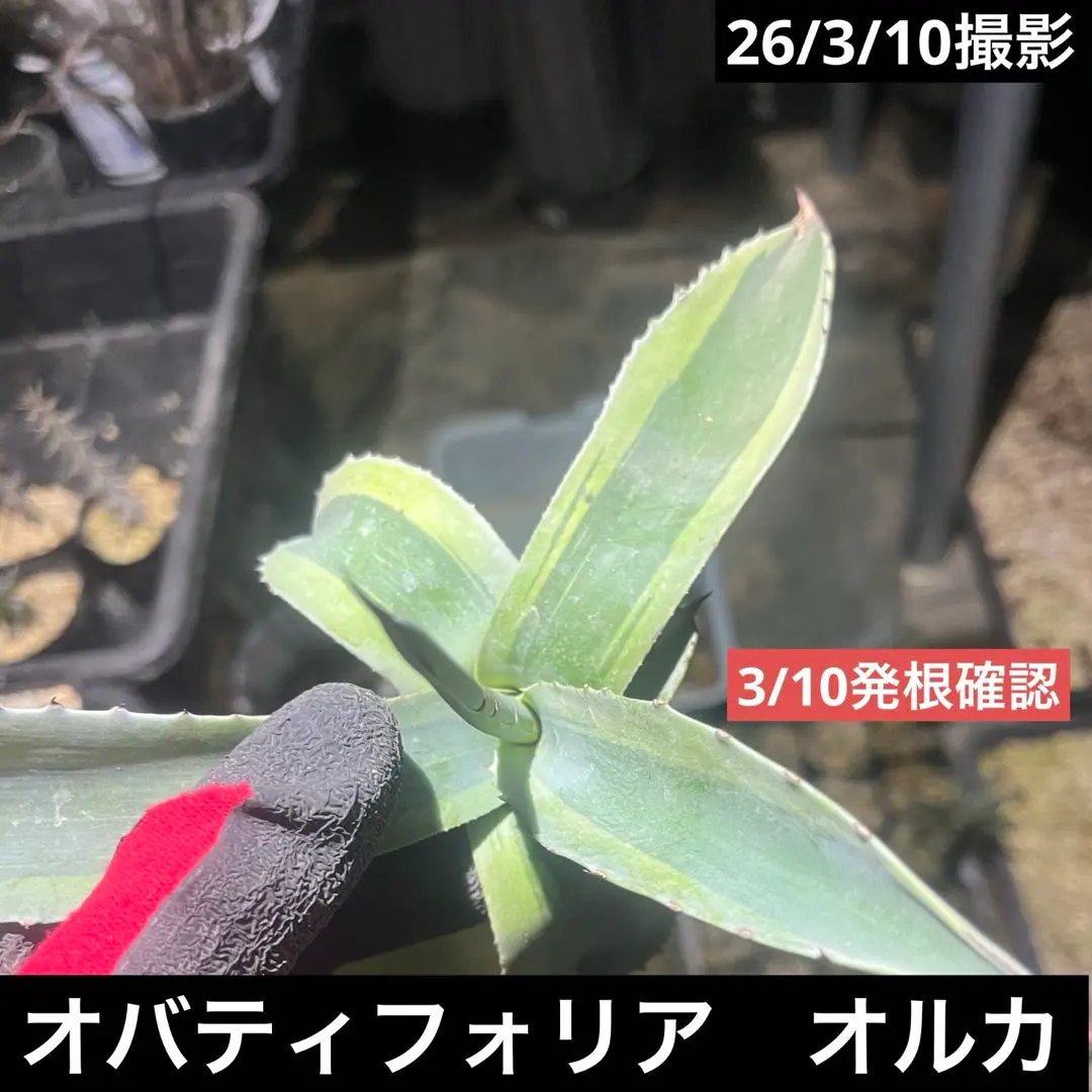 2026年最新】オバティ 斑入りの人気アイテム - メルカリ