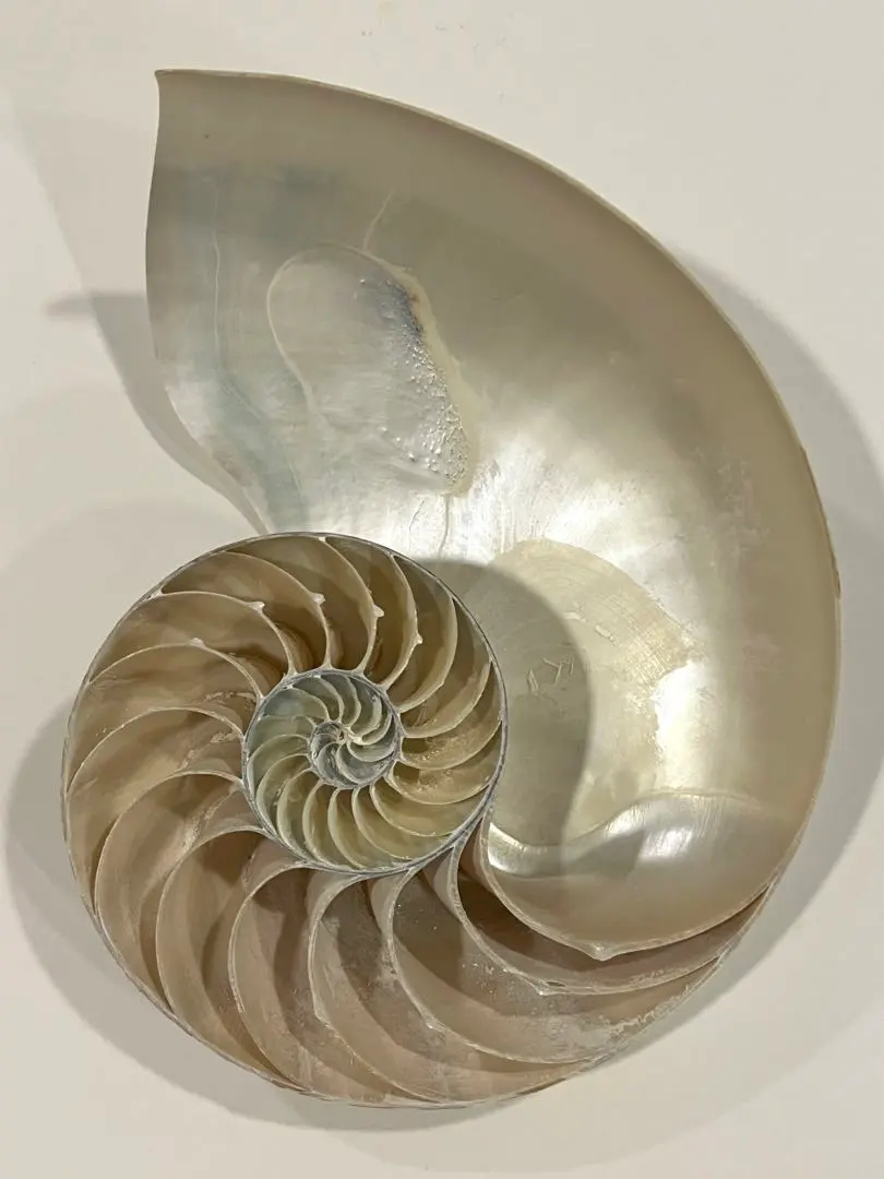 2026年最新】フタゴヤシの人気アイテム - メルカリ