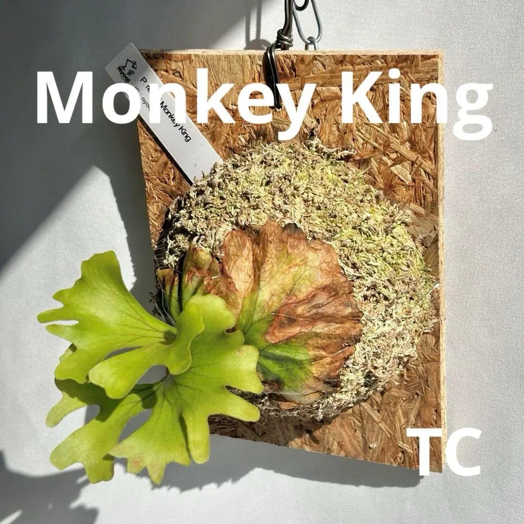 2026年最新】リドレイ モンキーキングの人気アイテム - メルカリ