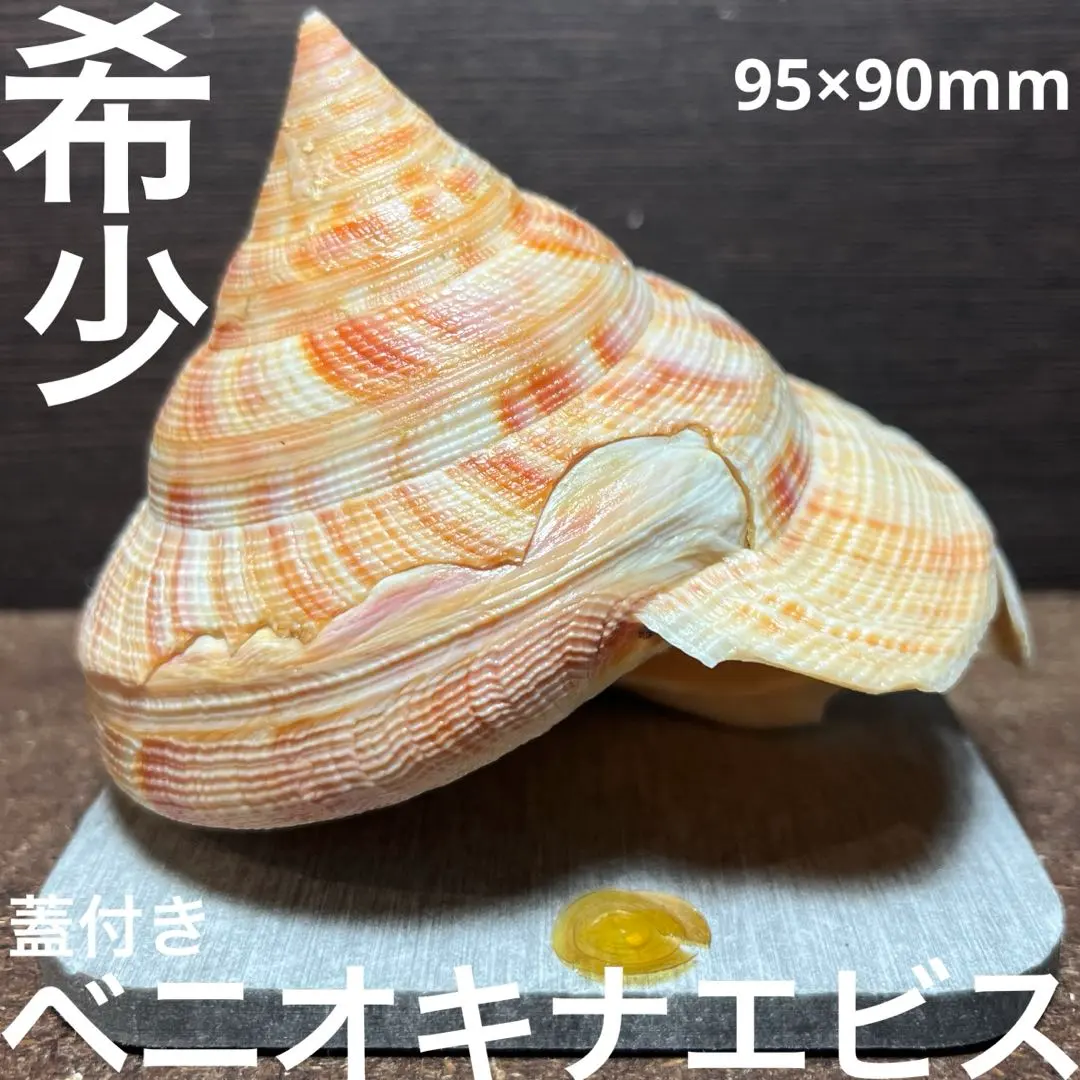 2026年最新】オキナエビスの人気アイテム - メルカリ