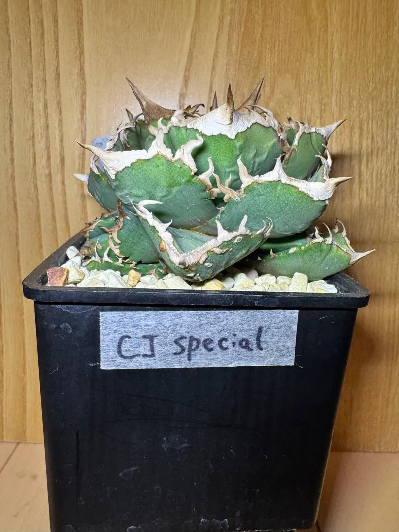 2026年最新】CJ special アガベの人気アイテム - メルカリ