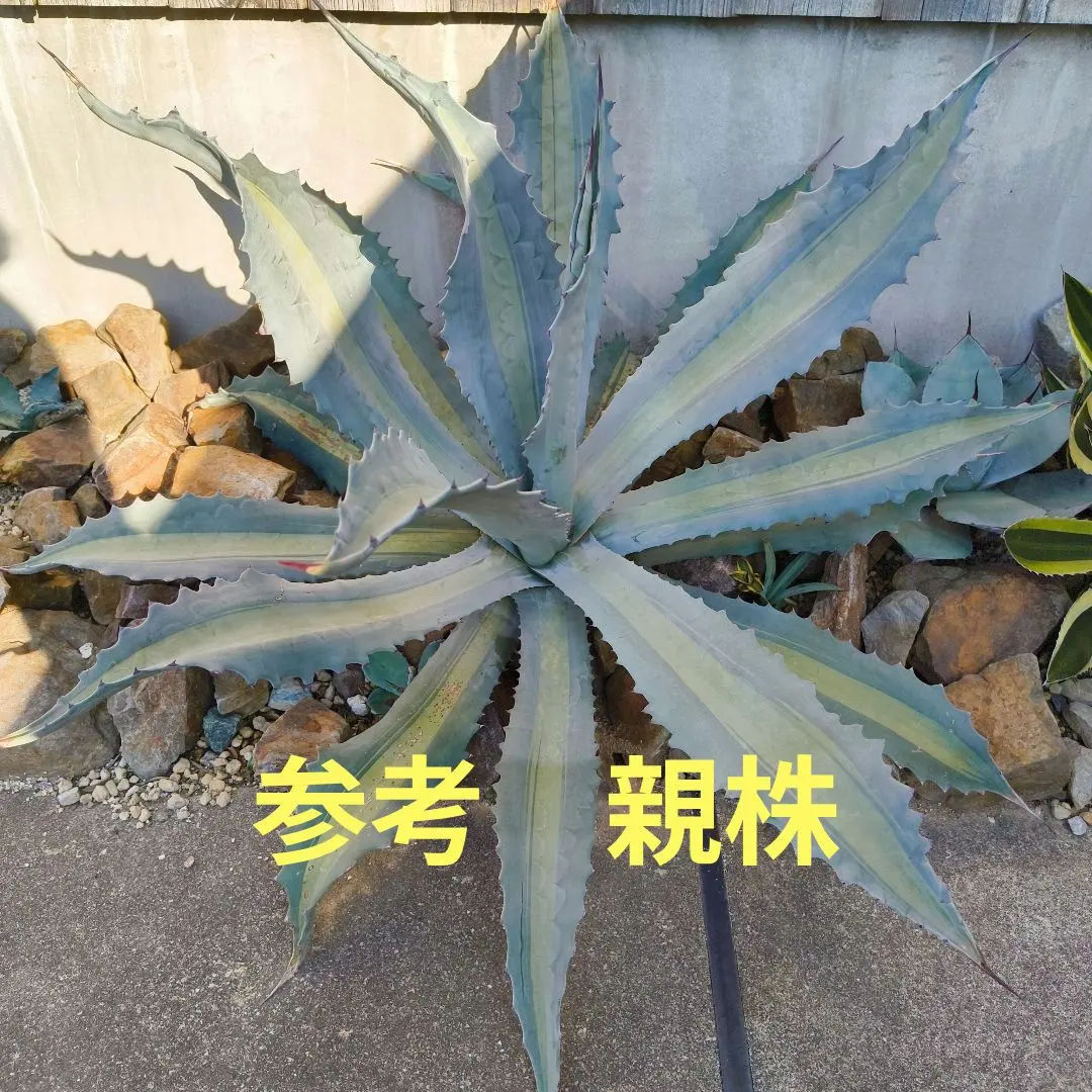 2026年最新】アガベ アメリカーナ・エクスパンサの人気アイテム - メルカリ