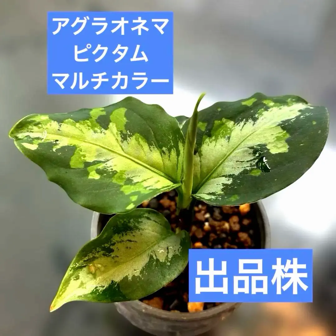 2026年最新】アグラオネマ ピクタム マルチカラーの人気アイテム