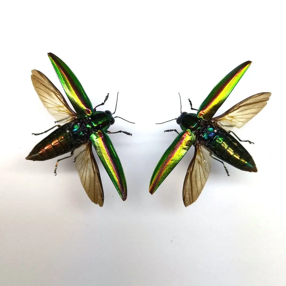 2026年最新】標本 昆虫 タマムシの人気アイテム - メルカリ