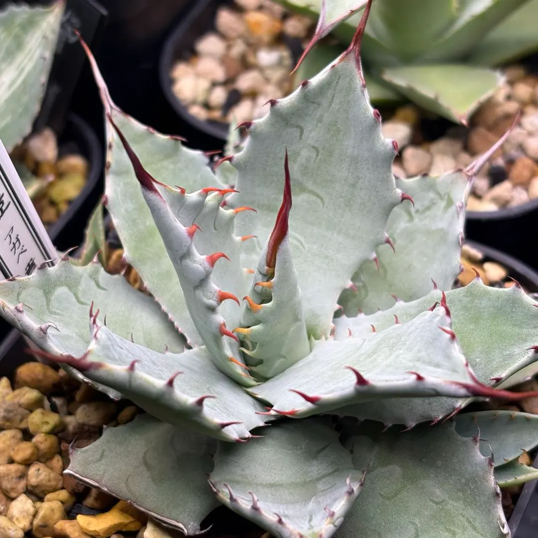 2026年最新】楊貴妃 アガベの人気アイテム - メルカリ