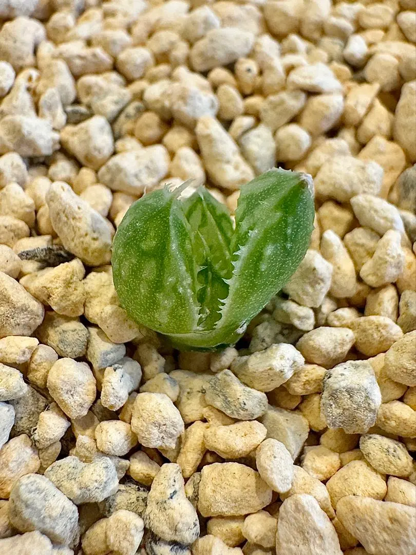 2026年最新】ハオルチア ナイルの一滴の人気アイテム - メルカリ