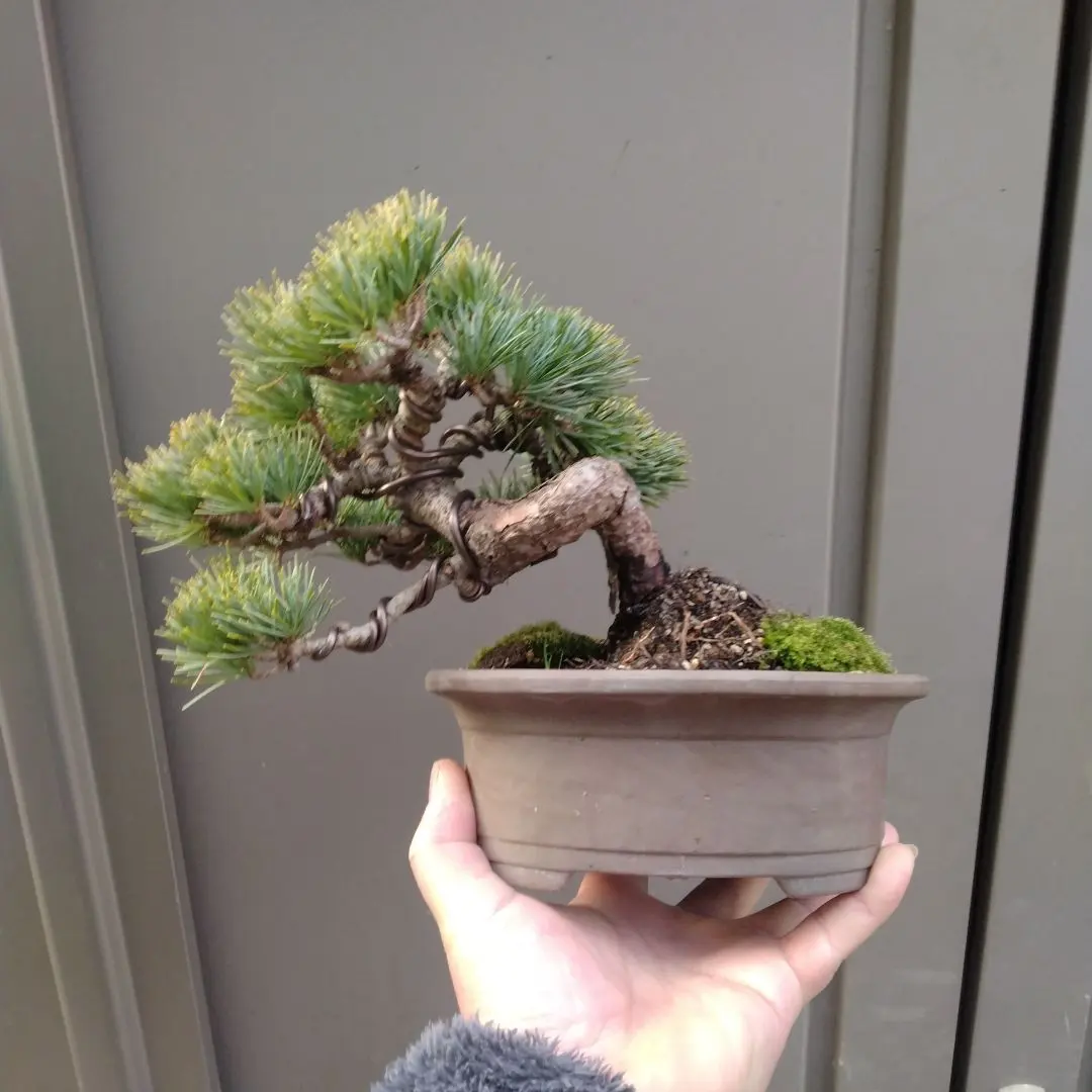 2026年最新】八房五葉松の人気アイテム - メルカリ