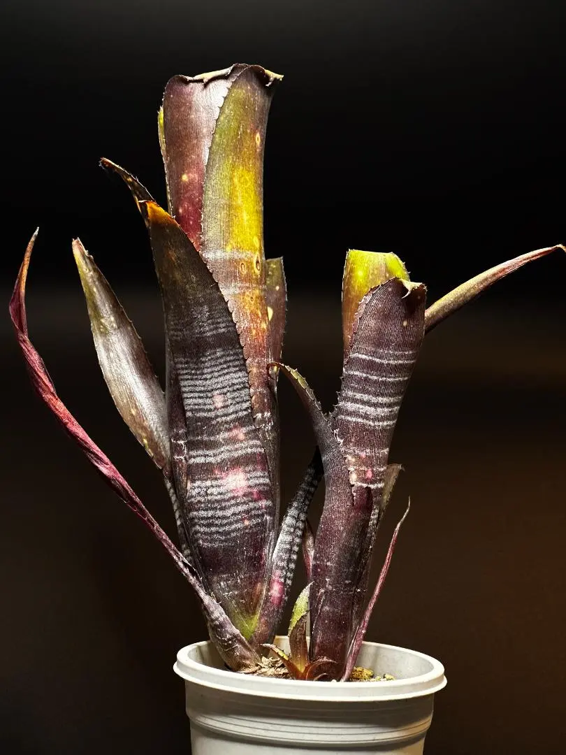 2026年最新】ビルベルギアダースベイダーの人気アイテム - メルカリ