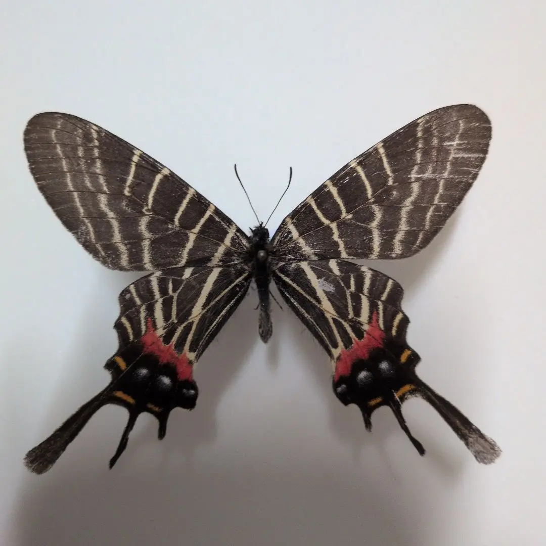 2026年最新】標本 シボリアゲハの人気アイテム - メルカリ