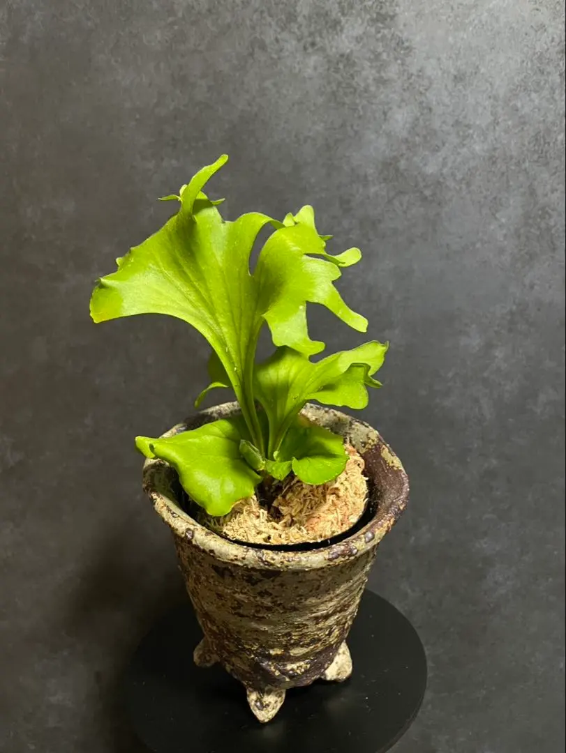 2026年最新】リドレイ モンキーキングの人気アイテム - メルカリ