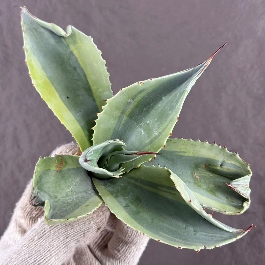 2026年最新】オバティフォリア錦の人気アイテム - メルカリ