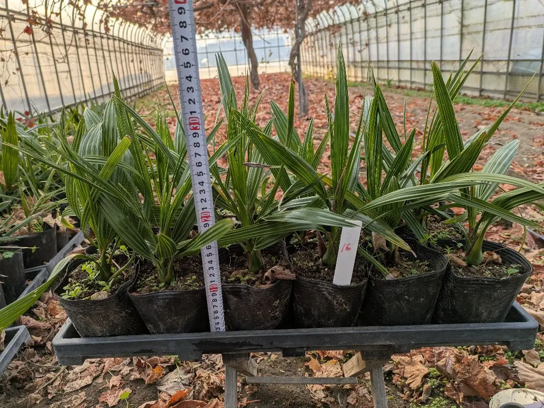 2026年最新】カナリーヤシの人気アイテム - メルカリ