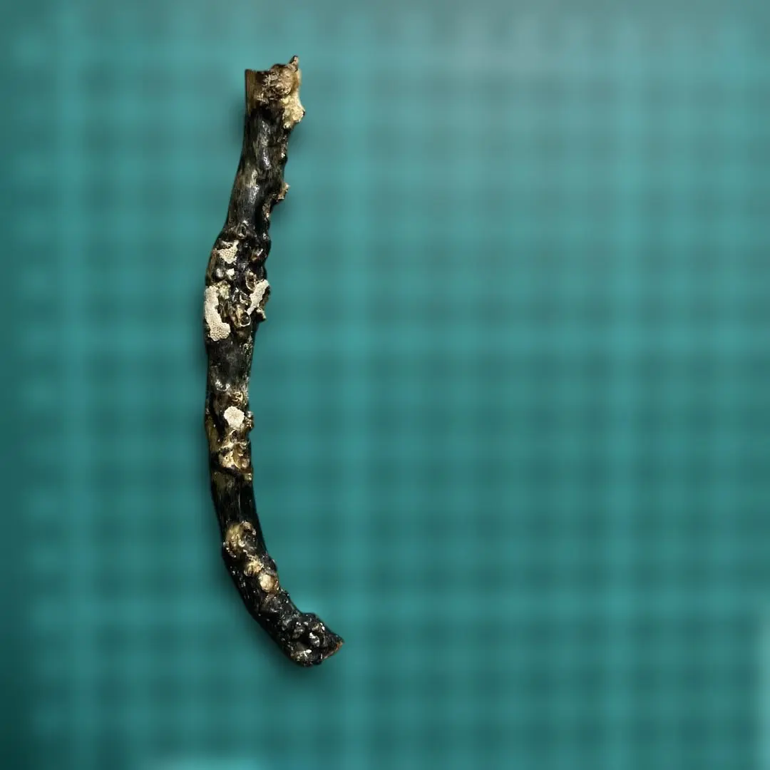 2026年最新】黒珊瑚 原木の人気アイテム - メルカリ