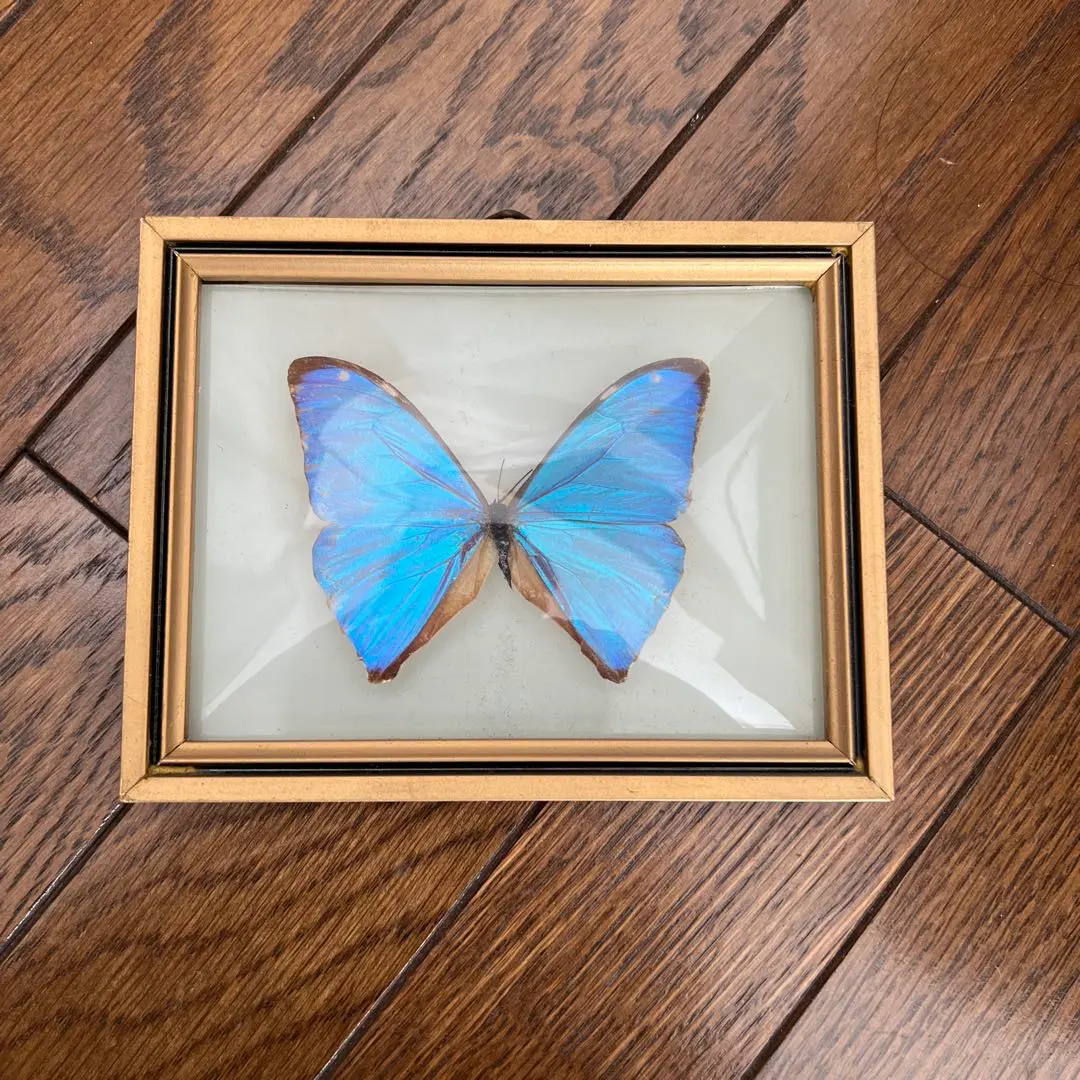2026年最新】蝶 標本 ブラジルの人気アイテム - メルカリ