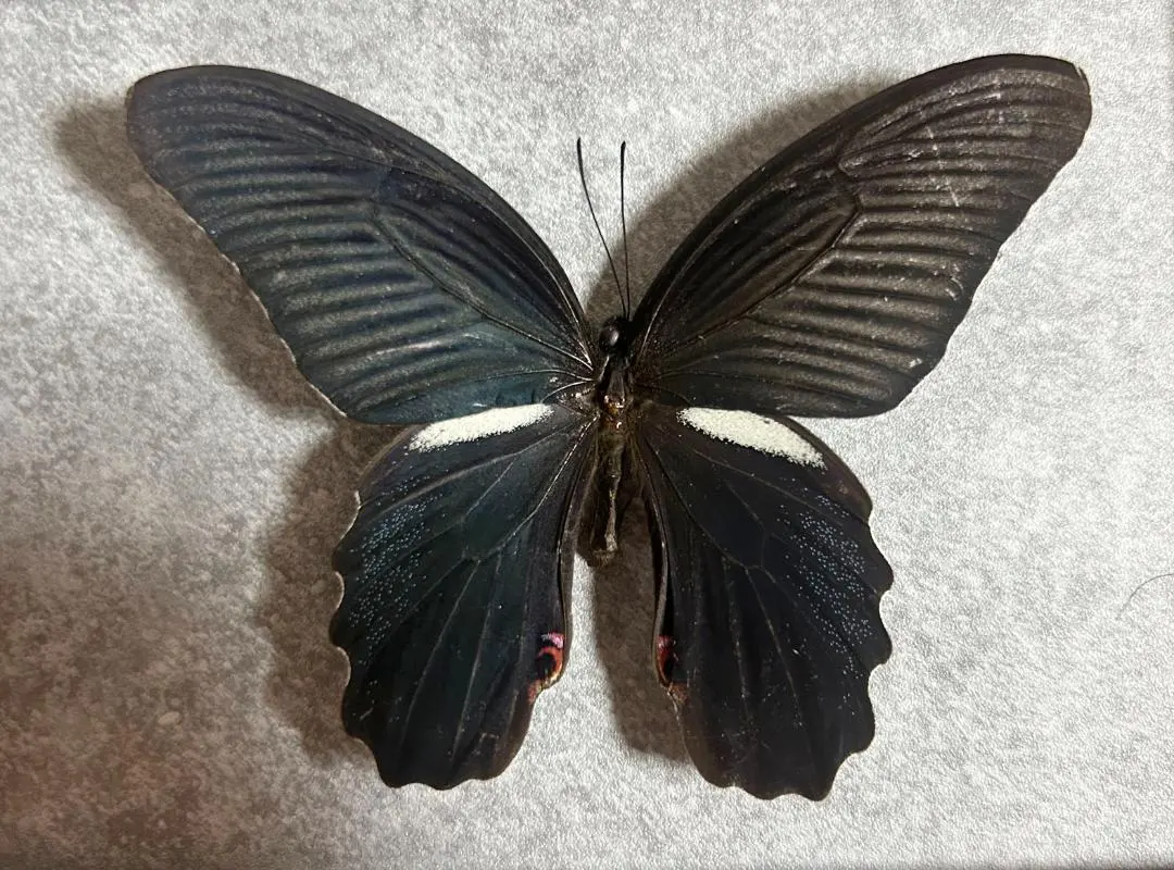 2026年最新】蝶 標本 台湾の人気アイテム - メルカリ