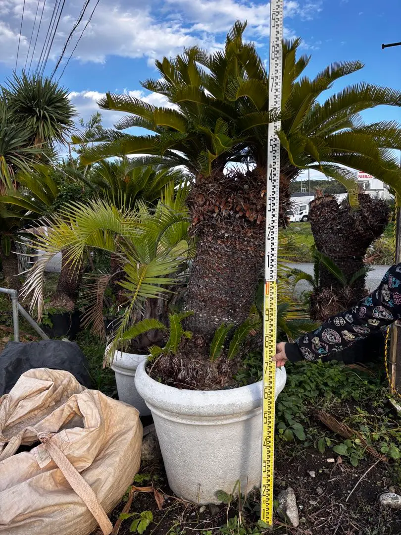 2026年最新】ソテツ 引き取りの人気アイテム - メルカリ