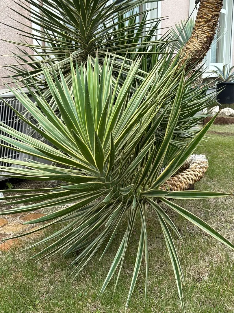 2026年最新】アロイフォリア 斑入りの人気アイテム - メルカリ