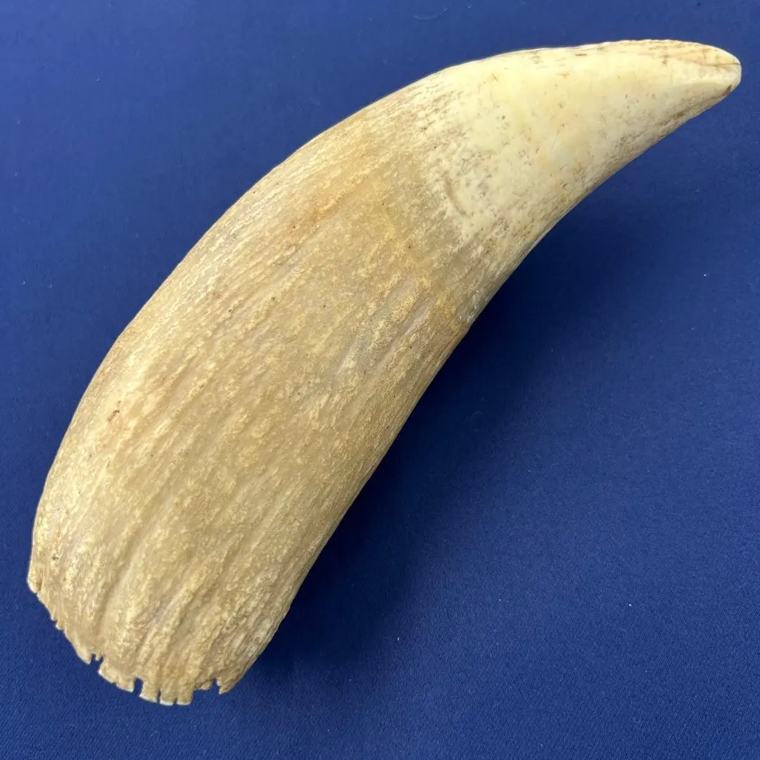 2026年最新】マッコウクジラ 歯 牙の人気アイテム - メルカリ