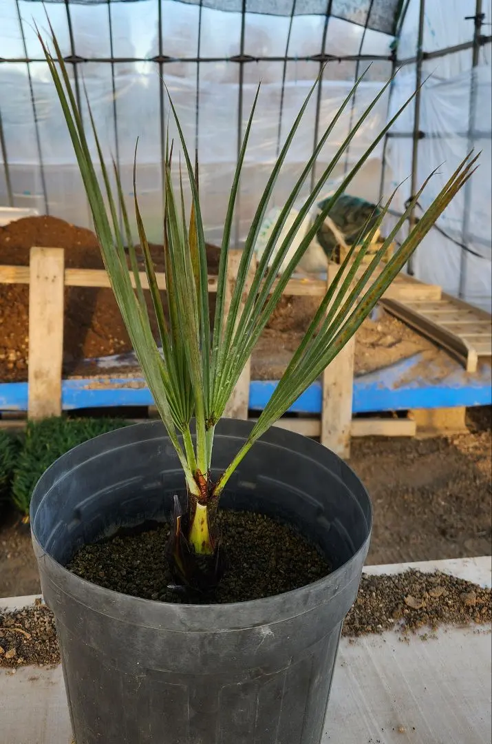 2026年最新】ブラヘアアルマータの人気アイテム - メルカリ