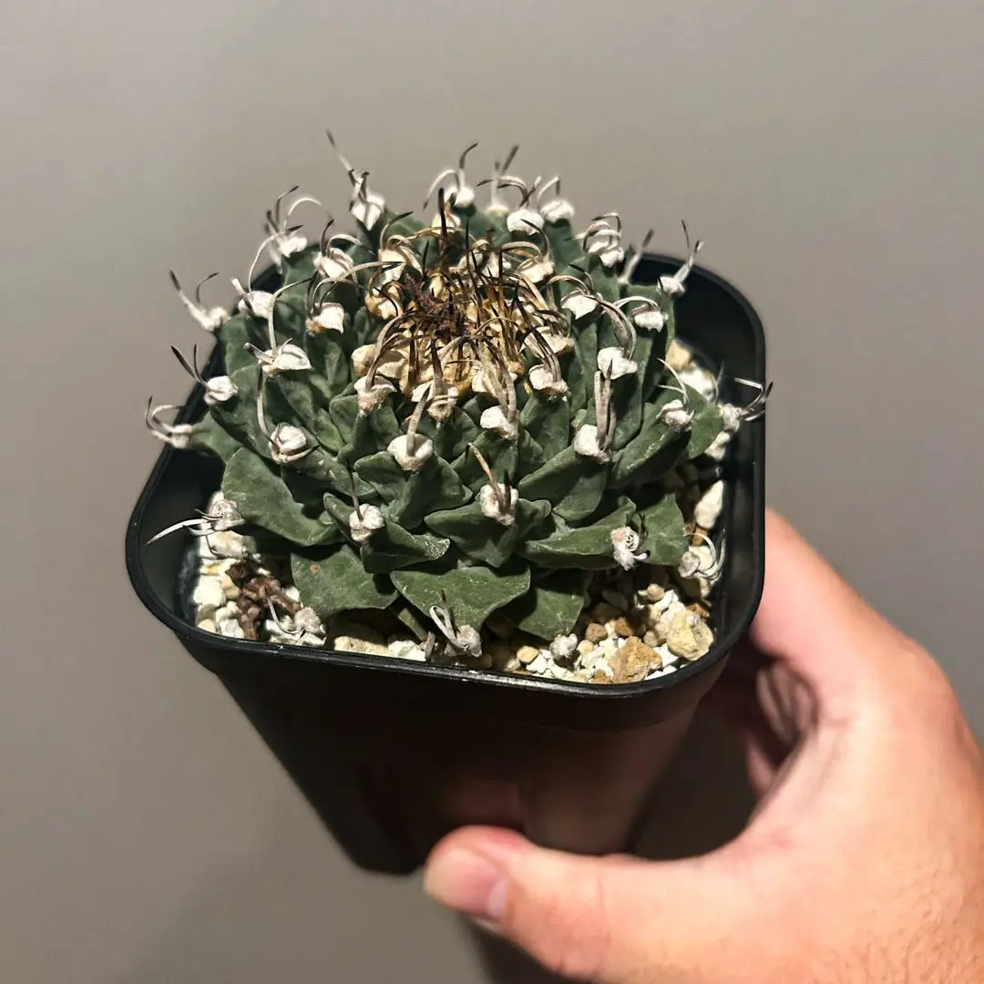 2026年最新】アロンソイの人気アイテム - メルカリ