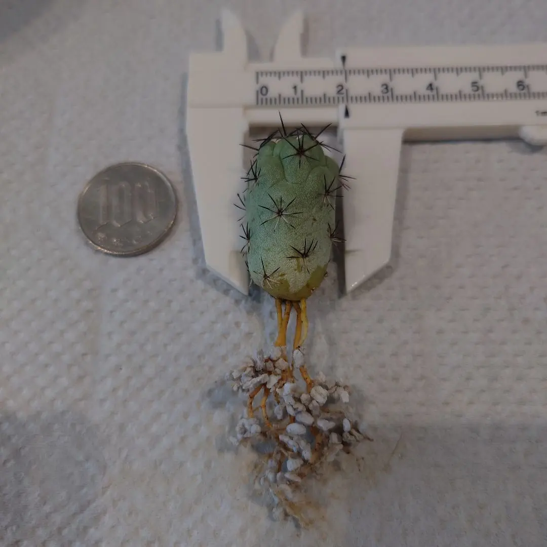 2026年最新】オルテゴカクタス、マクドガリーの人気アイテム - メルカリ