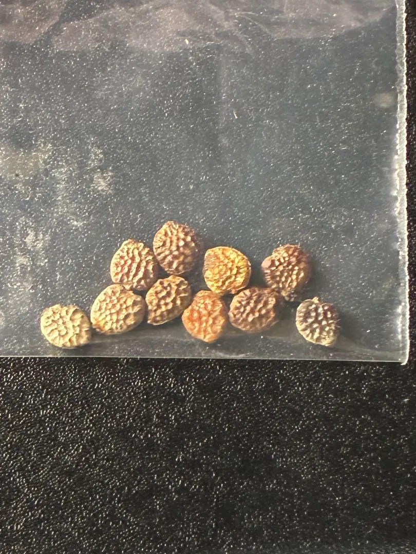 2026年最新】アデニアペチュエリーの人気アイテム - メルカリ