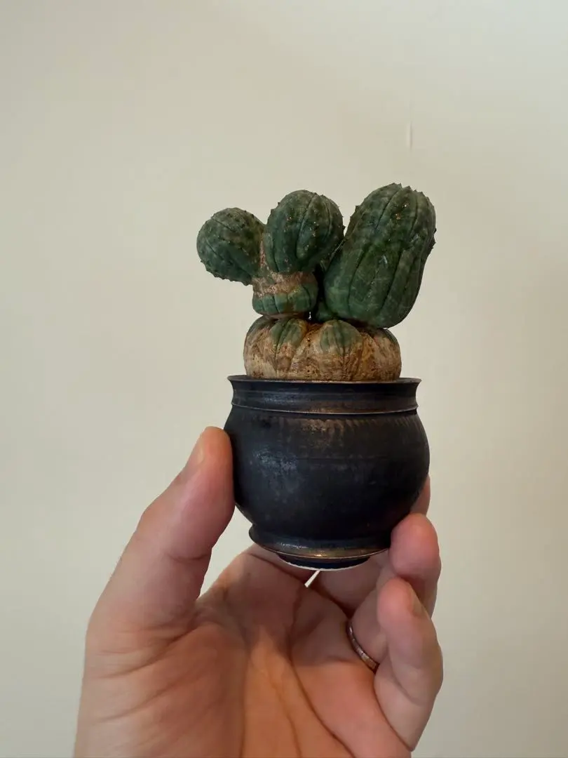 2026年最新】たけろうポット 鉢の人気アイテム - メルカリ