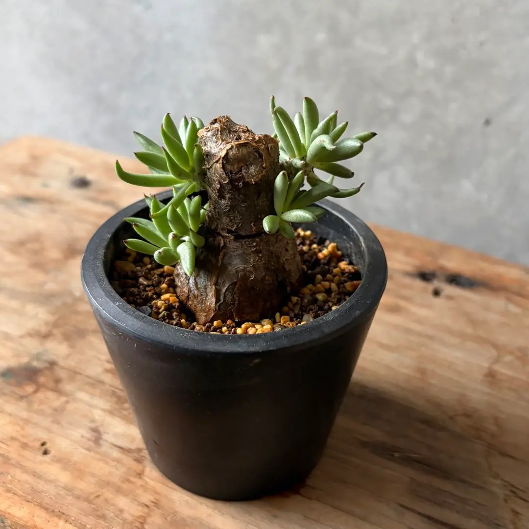 2026年最新】チレコドン ペアルソニーの人気アイテム - メルカリ